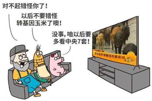 美国母猪为什么假装怀孕 破解转基因食品的四大谣言