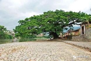 在溪边,探寻自然之美与心灵宁静的交融