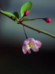 向阳花木易为春,向阳花木易为春的生机盎然画卷